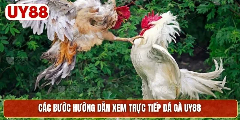 Các bước hướng dẫn xem trực tiếp đá gà UY88