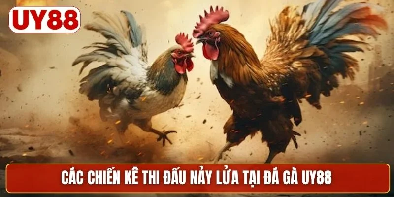 Các chiến kê thi đấu nảy lửa tại đá gà UY88