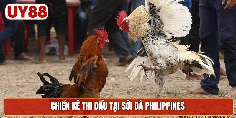 Chiến kê thi đấu tại sới gà Philippines