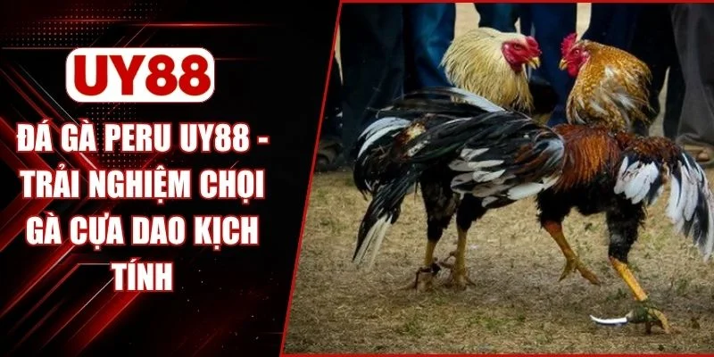 Đá Gà Peru UY88 - Trải Nghiệm Chọi Gà Cựa Dao Kịch Tính