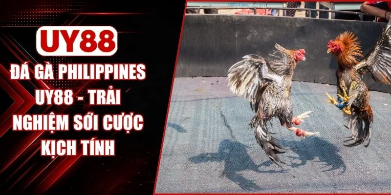 Đá Gà Philippines UY88 - Trải Nghiệm Sới Cược Kịch Tính