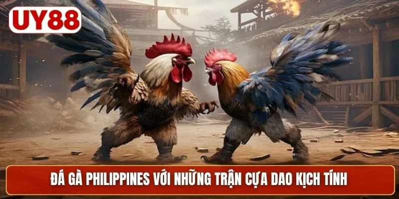 Đá gà Philippines với những trận cựa dao kịch tính