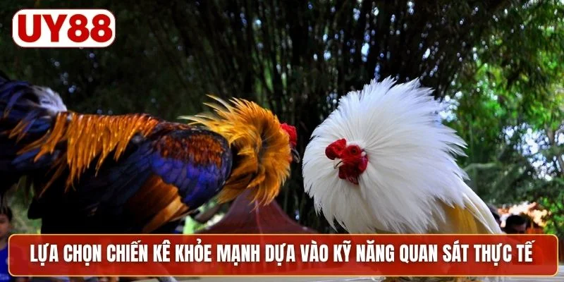 Lựa chọn chiến kê khỏe mạnh dựa vào kỹ năng quan sát thực tế