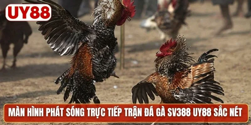 Màn hình phát sóng trực tiếp trận đá gà SV388 UY88 sắc nét