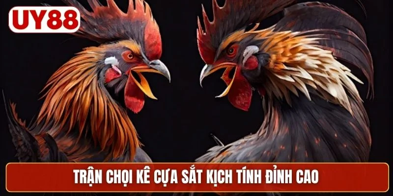 Trận chọi kê cựa sắt kịch tính đỉnh cao