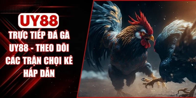 Trực Tiếp Đá Gà UY88 - Theo Dõi Các Trận Chọi Kê Hấp Dẫn  